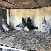 کبوتر پلاکی رنگی