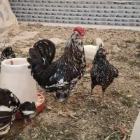 خروس گلین