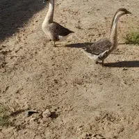 دوعدد غوغاز نرو ماده و یک عدد اوردک روسی نر
