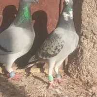 مجسمه کبوتر|مجسمه، تندیس، ماکت|زابل, |دیوار