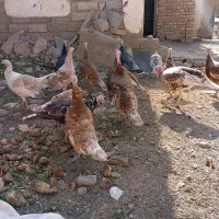 بوقلمون محلی کاملا ارگانیک و سالم|حیوانات مزرعه|دینور, |دیوار