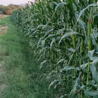 الف و علوفه فروشی کیلو ۷۰۰۰ تومن