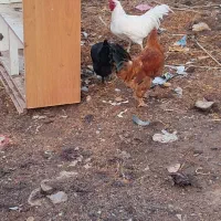 خروس گیلین محلی