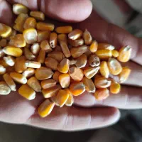 فروش 7تن ذرت برزیل درجه یک مبلغ 55