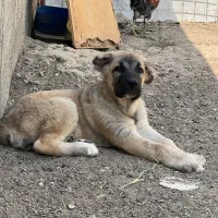 توله سراب