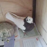 کفتر طوقی|پرنده|پردیس, فاز ۱|دیوار