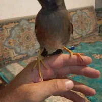 جوجه مینا