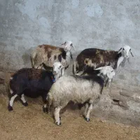 بره ماده پلنگی عتیقه