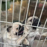 پاگ|سگ|فردیس, شهرک اسکویی|دیوار