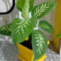 گل خونه کوچک.  معاوضه هم دارم ۳۵و۴۵و تا۲۰۰ ت|گل و گیاه طبیعی|بجنورد, |دیوار