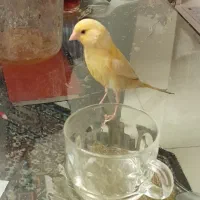 قناری نر پنج ماهه