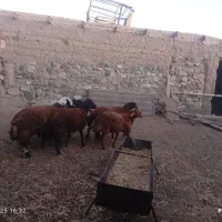 8راس بره‌نر|حیوانات مزرعه|سبزوار, رباط|دیوار