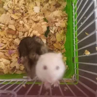 همستر|موش و خرگوش|شیراز, رکن‌آباد|دیوار