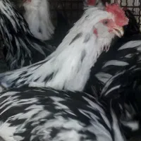 خروس و نیمچه خروس گلین|حیوانات مزرعه|شهرکرد, |دیوار