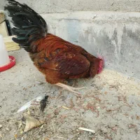 سلام یک عدد خروس سالم درشت گوشتی|پرنده|قم, تعویض پلاک|دیوار