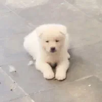 اکیتا|سگ|بومهن, |دیوار