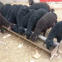بره نر قزل افشار