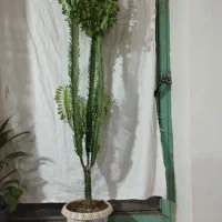 گل فروشی|گل و گیاه طبیعی|پیر سلیمان, |دیوار