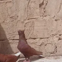 کبوتر سرخ دم سفید عطیقه