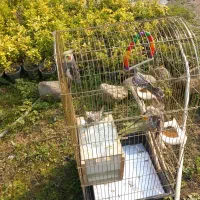 عروس هلندی|پرنده|تنکابن, |دیوار