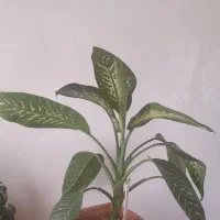 گل آپارتمانی