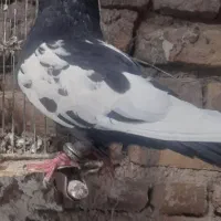 سینه سیاه نر