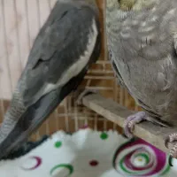 عروس هلندی نر و ماده|پرنده|صباشهر, |دیوار