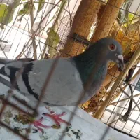 پلاکی نروماده