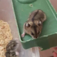 همستر نژاد کمپل انگلیسی|موش و خرگوش|سقز, |دیوار