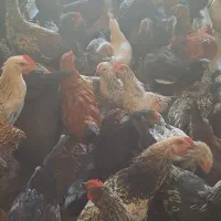 مرغ و خوروس ۶ ماهه