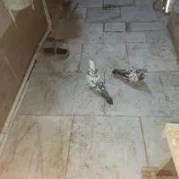 پرشی|پرنده|ماهدشت, |دیوار