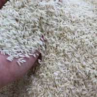 برنج صدری هاشمی و هاشمی محلی و طارم استخوانی