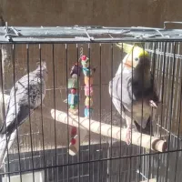 عروس هلندی|پرنده|قرچک, زیبا شهر|دیوار