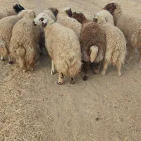 بره|حیوانات مزرعه|حمیل, |دیوار