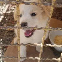 واگذاری توله اشپیتز فلت|سگ|اصفهان, باغ فدک|دیوار