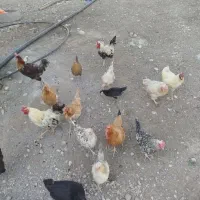 خروس و مرغ محلی تخمگذار