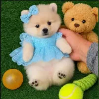 سگ اپارتمانی