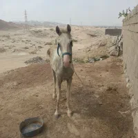 اسب|اسب و تجهیزات اسب‌سواری|قشم, |دیوار