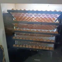 جوجه کوردی اصل|حیوانات مزرعه|کرمانشاه, |دیوار