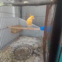 قناری نر|پرنده|سراب, |دیوار