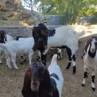 نر بز پاکستانی درجه یک