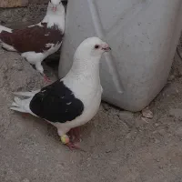 کبوتر گمشده