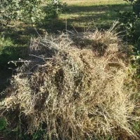 یونجه