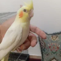 جوجه عروس دونخور سرلاکی کوتوله اشتی|پرنده|بندرعباس, |دیوار