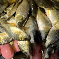 بچه ماهی آمور و کپور