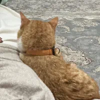 پسر نارنجی واگذاری عقیم