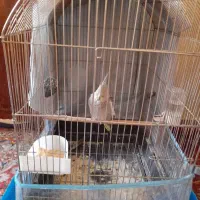 عروس هلندی فروش
