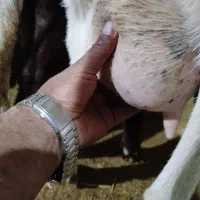 بز سانن پنجابی دورگ سانن|حیوانات مزرعه|درودزن, |دیوار