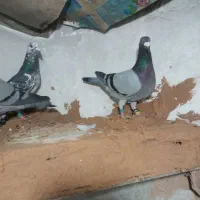 کفتر پرشی ضربه|پرنده|سبزوار, قصبه شرقی|دیوار