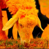 بّره باکیفیت(گوسفند مزرعه نمونه)زنده'جوان|حیوانات مزرعه|مشهد, توس (بلوار توس)|دیوار